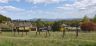 thumbnail_20200426_144554.jpg